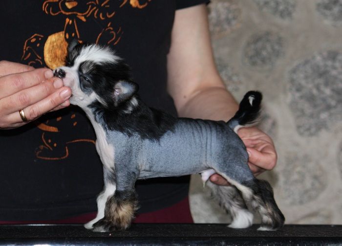 Viuvaun Tulevaisuuden Toivo