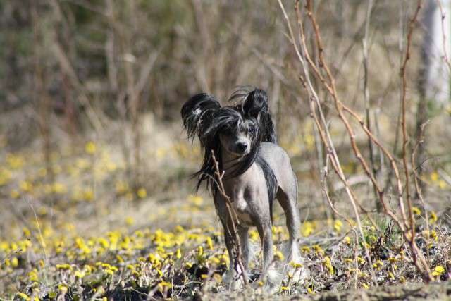 Viuvaun Tuulen Tuoma