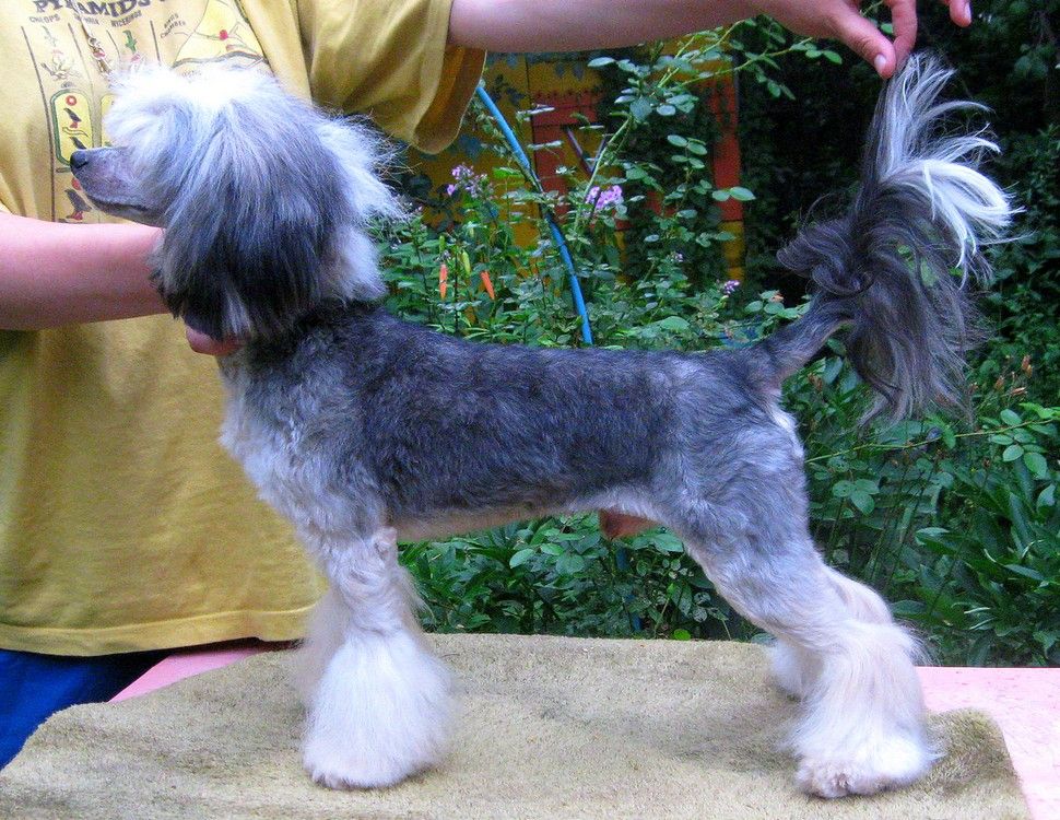 Angel O' Check Idalgo.