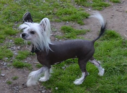 Harmony Dream Bandit-Love