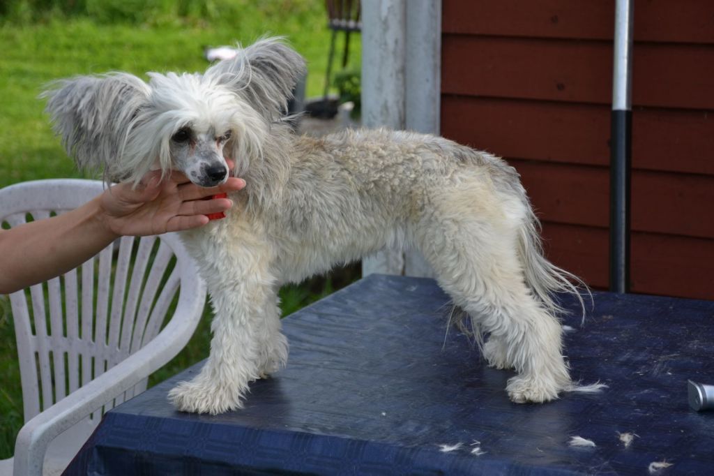 Harmony Dream Beauty-Harmony