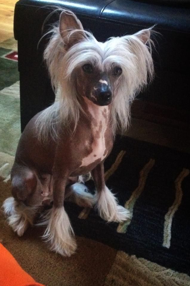 Estillinis Honey Bun BumbleBee