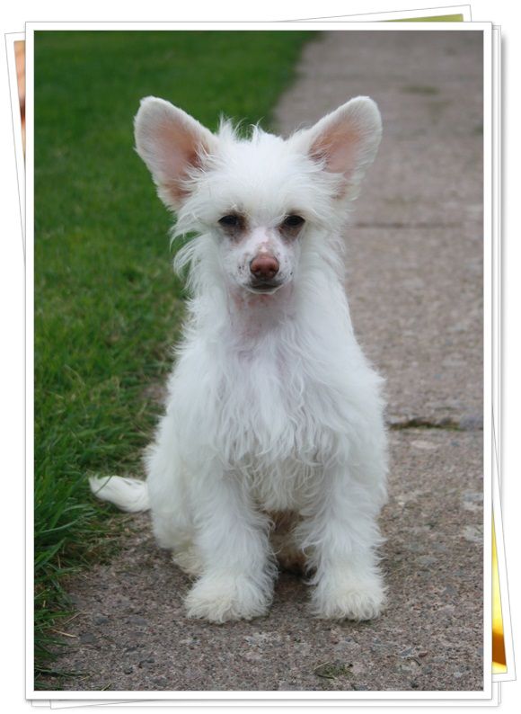 Frenja  White Shade Of Pale