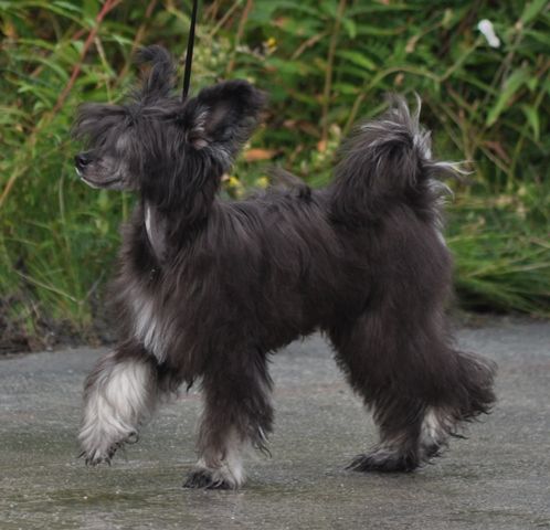 Artic Flyer's Be My Angel