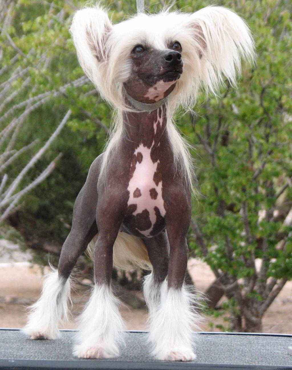 Crest-Vue's Valley Girl At Deja Vu