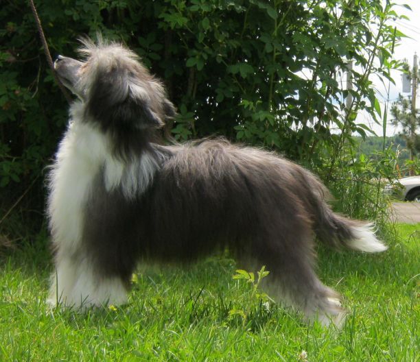 Hairicane Clair D'Lune