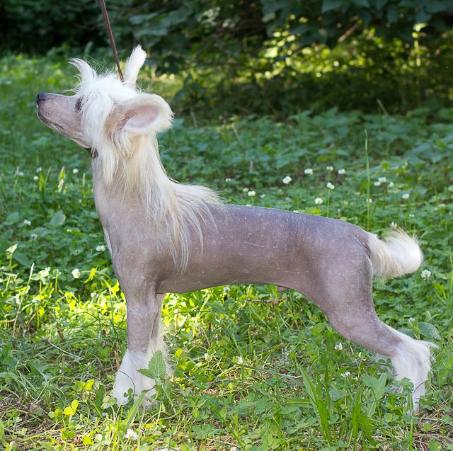 Vernisazh Mari ERUSLAN