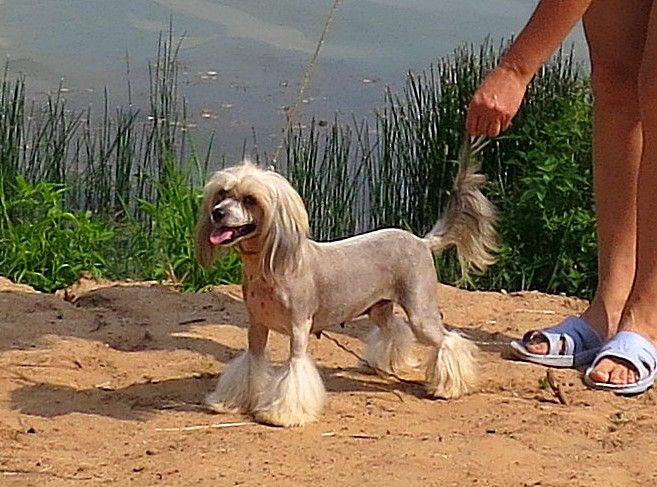 Angel O' Check Aquarelle.