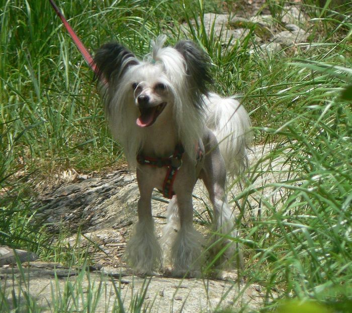 Yohnson ze Zatopené chajdy