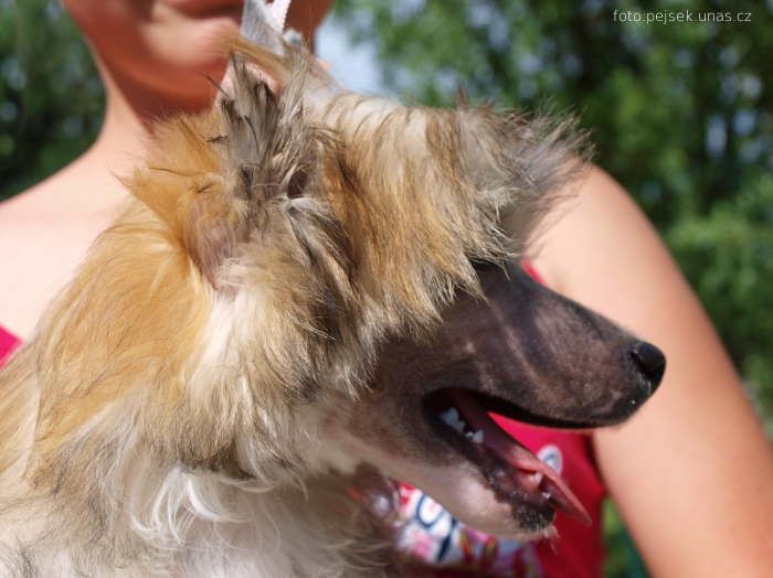 Yaahoo ze Zatopené chajdy