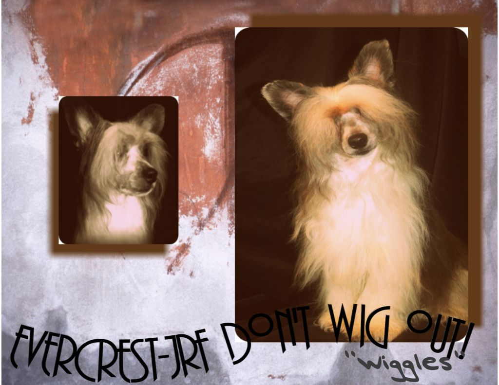 Evercrest JRF Dont Wig Out@ Lesmars