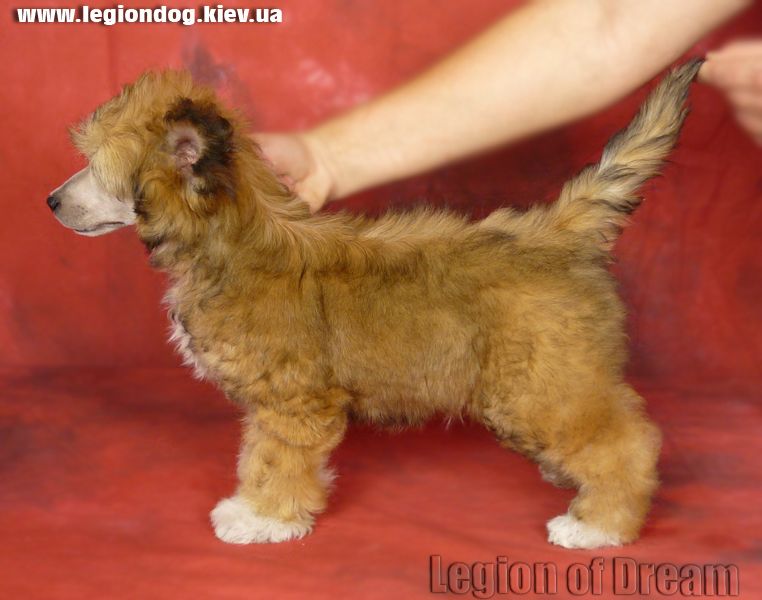 Legion Of Dream Bas - Ter