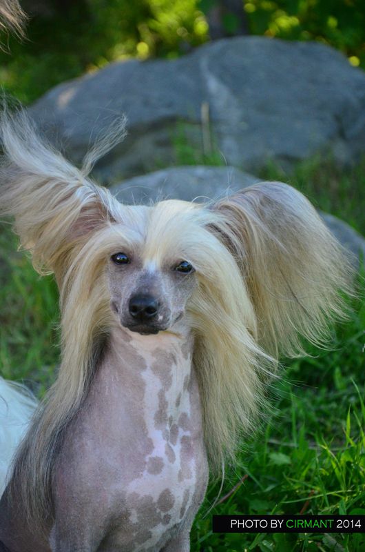 Kredo Festa Dream Comes True