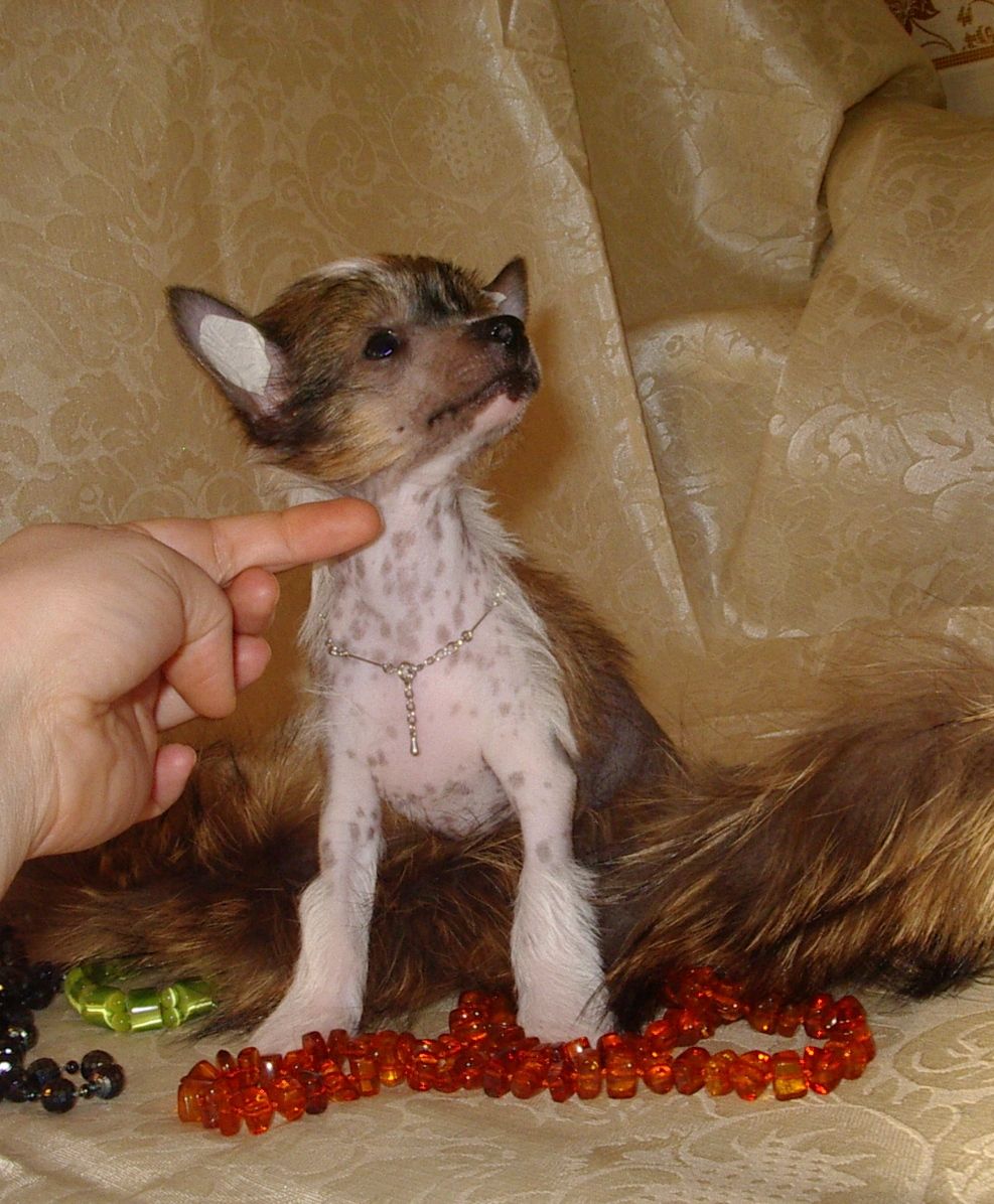 Nika Stars Ualanta Armani