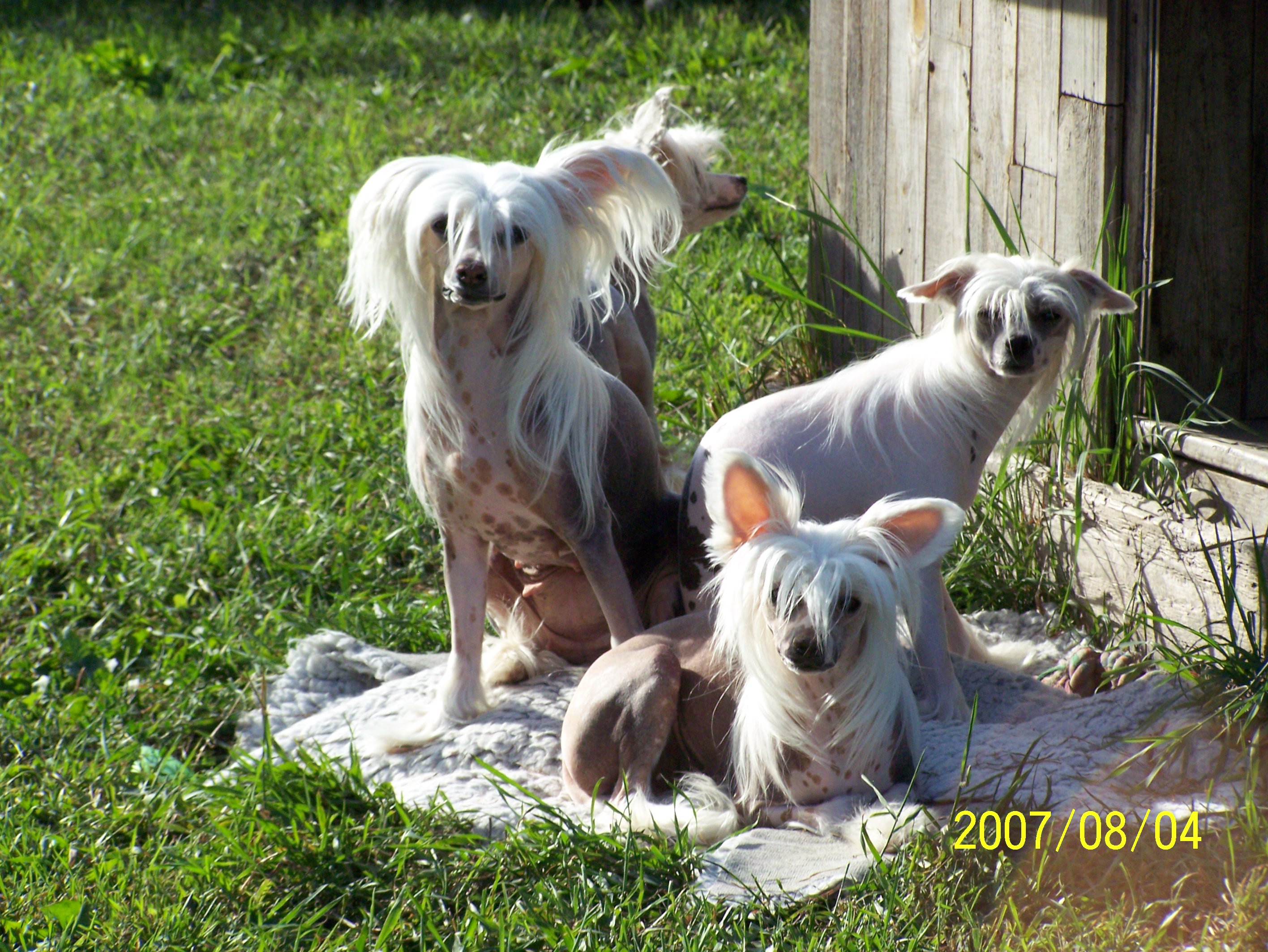 Kennel image