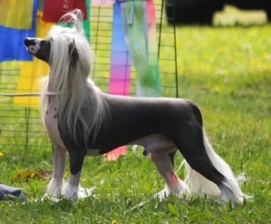 Physical Fascination Logo