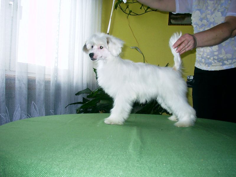 Wanilia  z Gangu Lysych