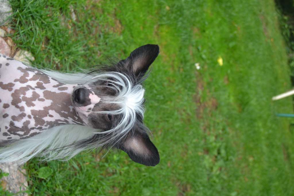 Zinnystars Bad Boy Boogie