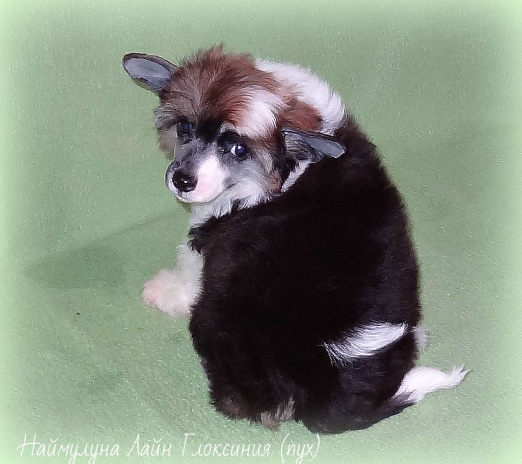 Naimuluna Line Gloksinija