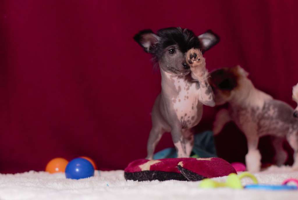 Crazy Cresteds Bizzarini Skurreo