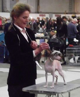 Be My Dog's Ohne Gleichen