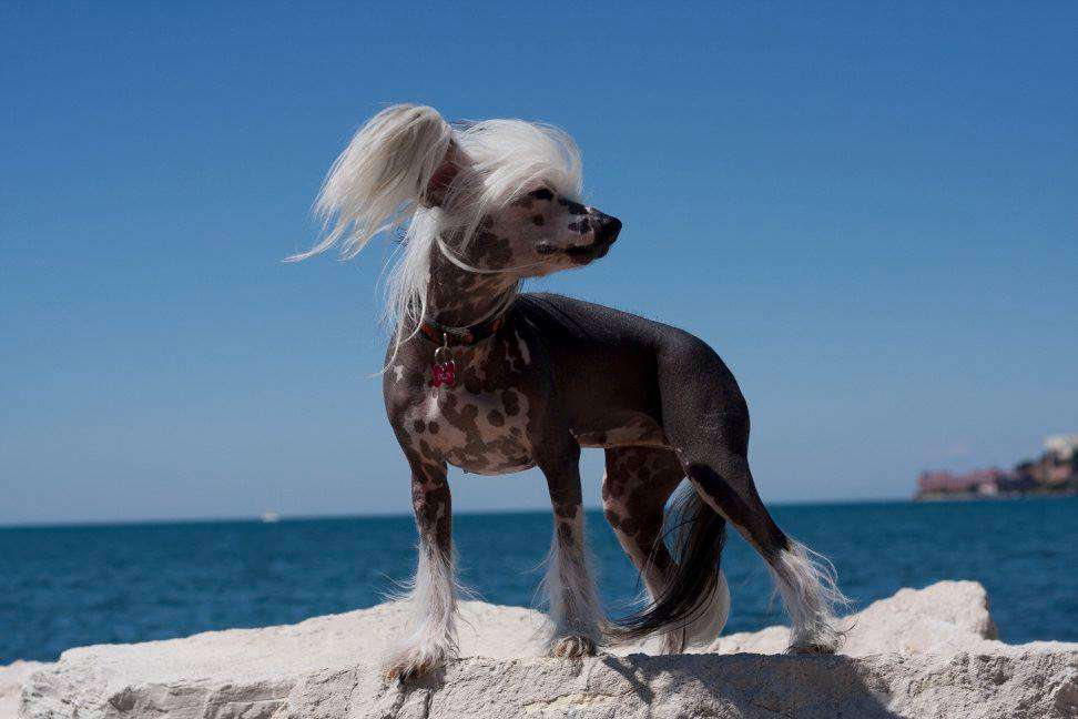 Fevy's Pimper's Paradise