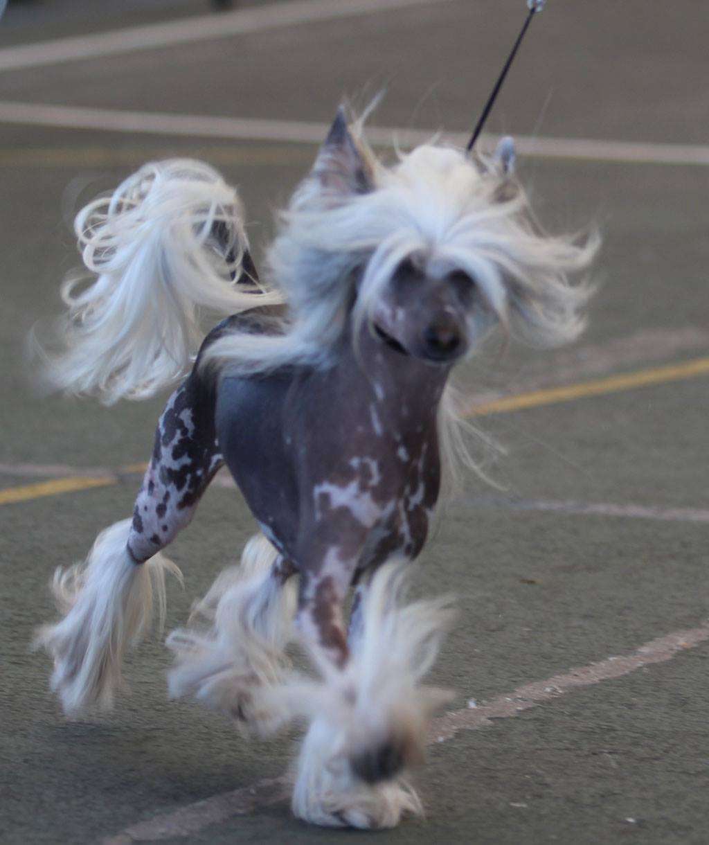 First dandy de casa algarvia