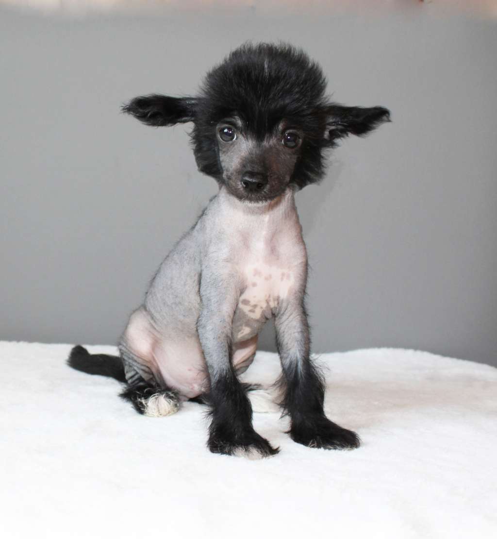 Charuyuschiy Soblazn Granat