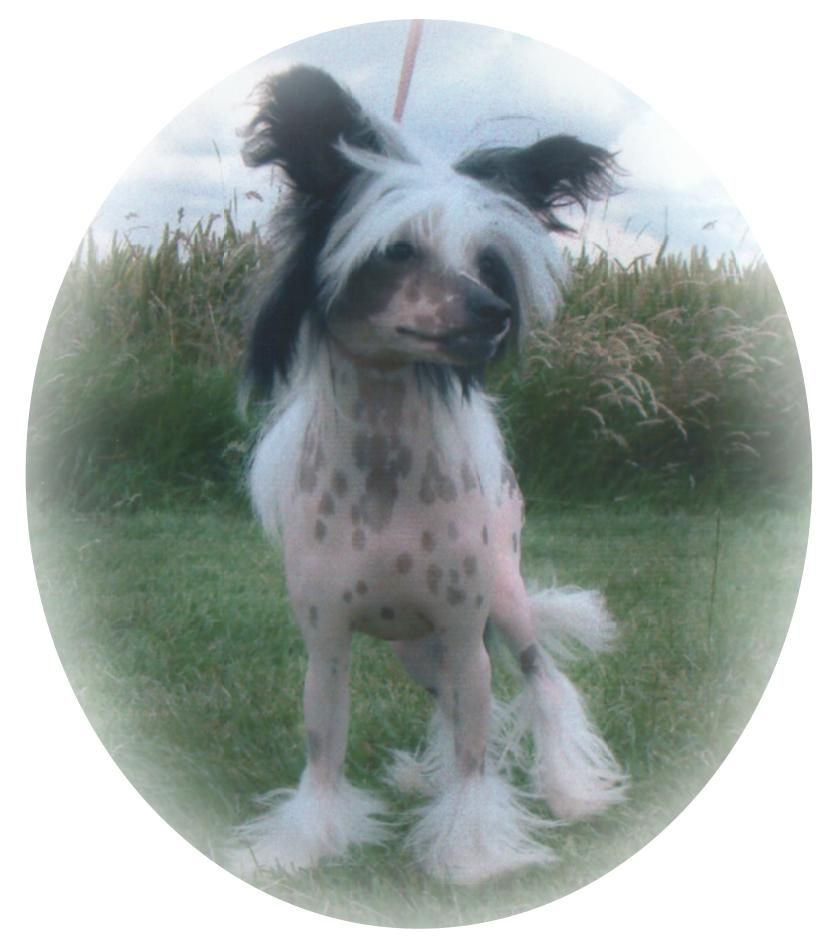 Shumllea Sensation For Harsamal