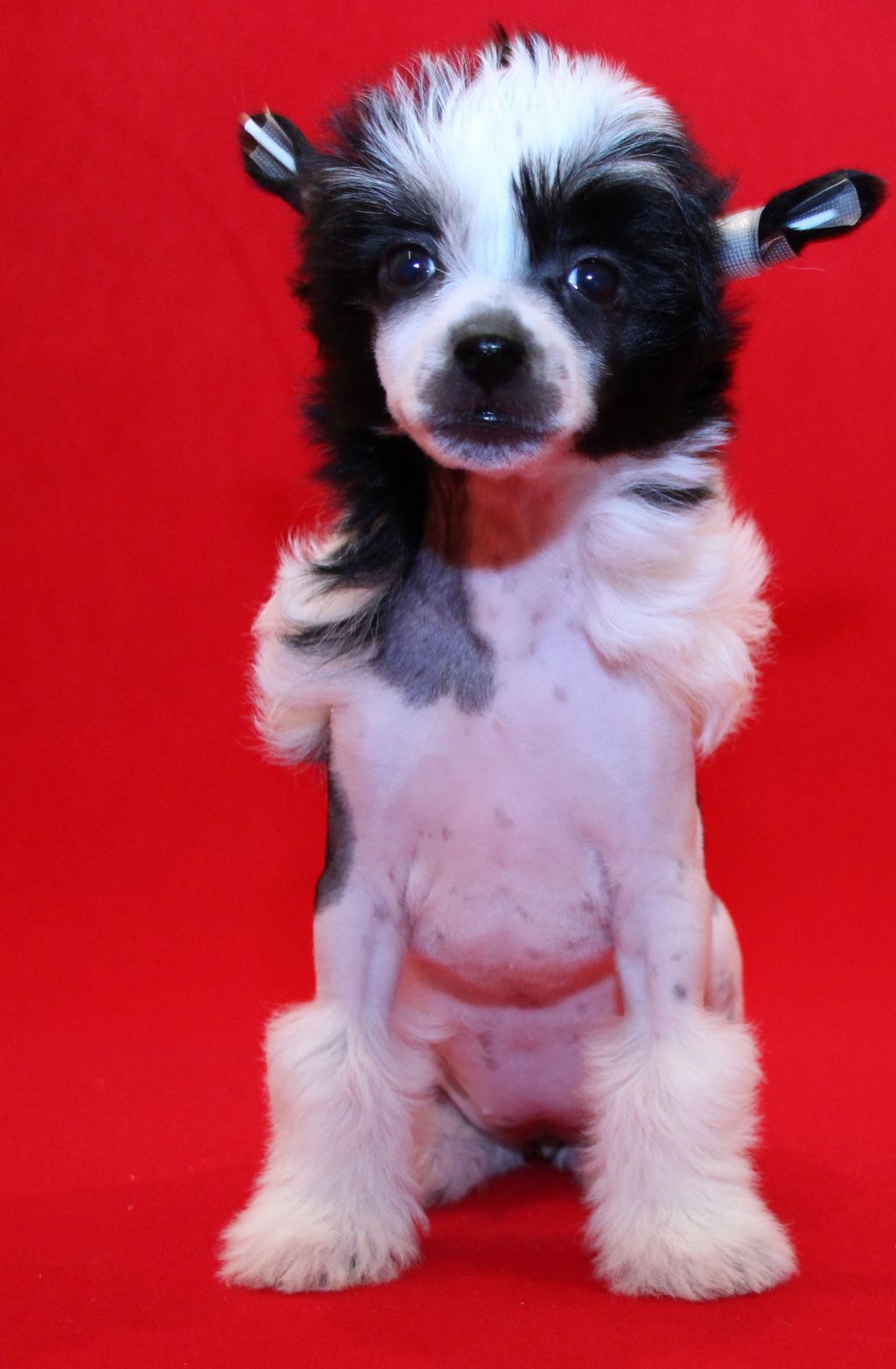 Galser Galant Holly Day