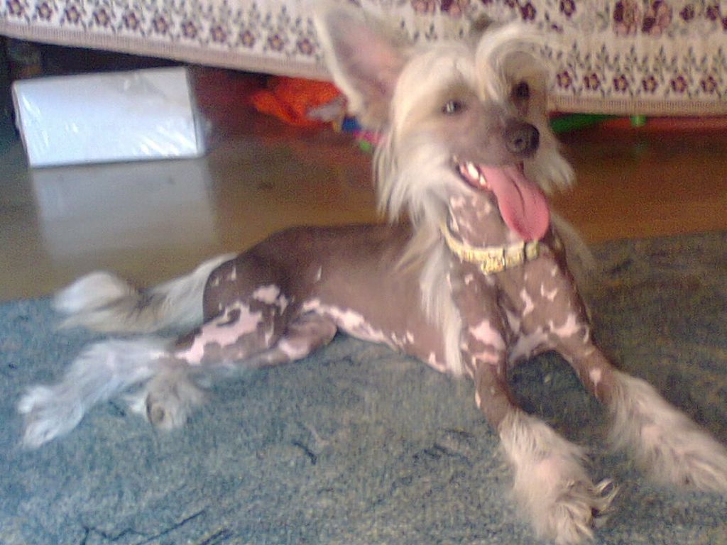 Vikiri Bells Shanika White Tulip