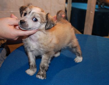 De La Mahafu's Exceptional Prince