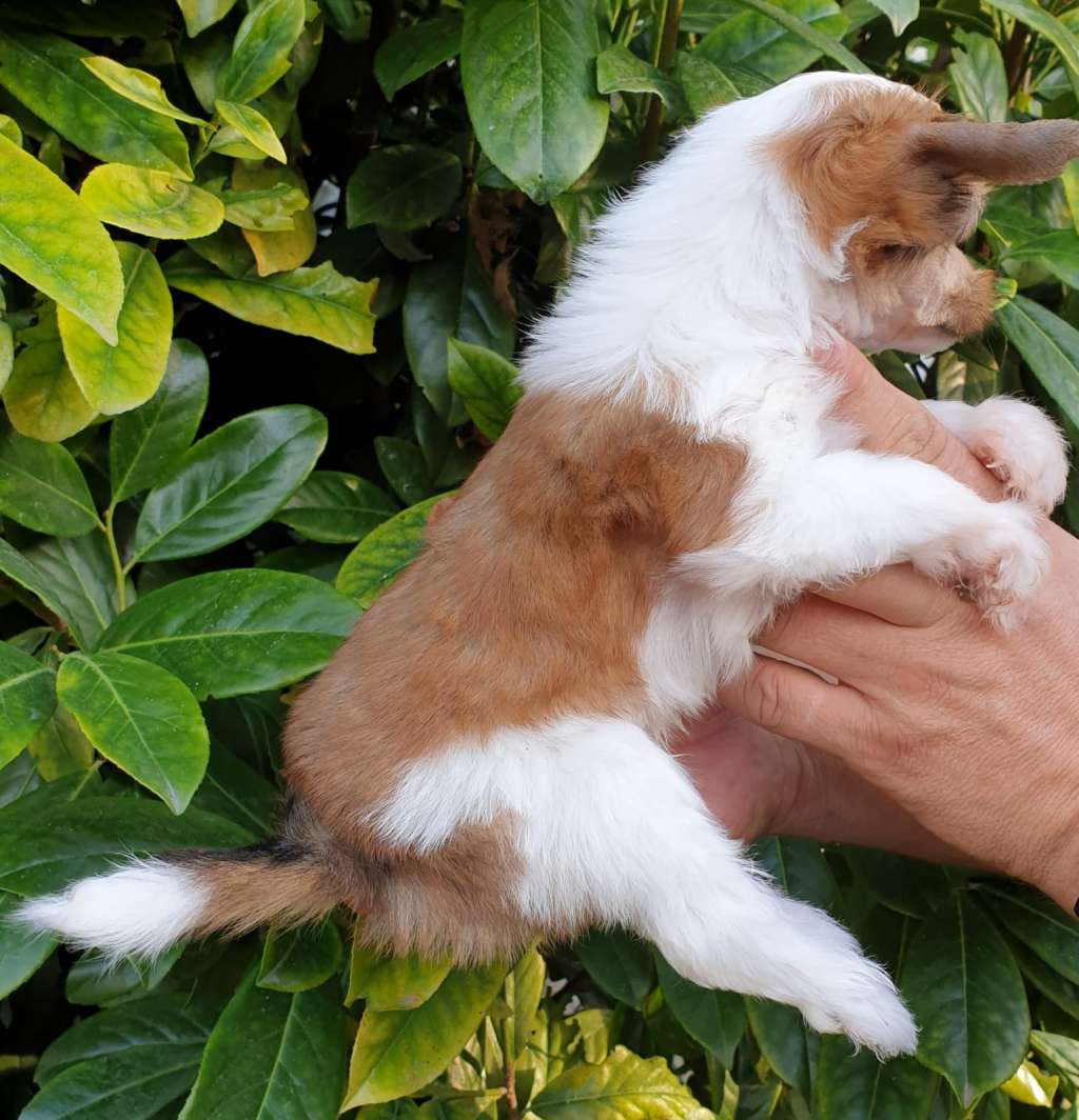 Da Capo Mia Vita Felicita