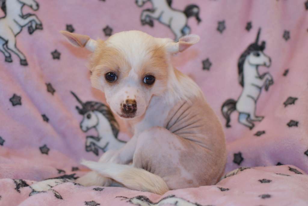 Xmas Melody z Andelovy dlane