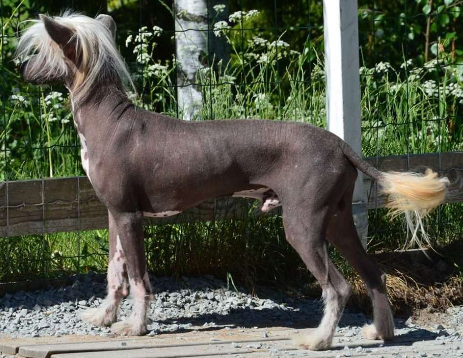 Kaitlin Wild Lederhosen