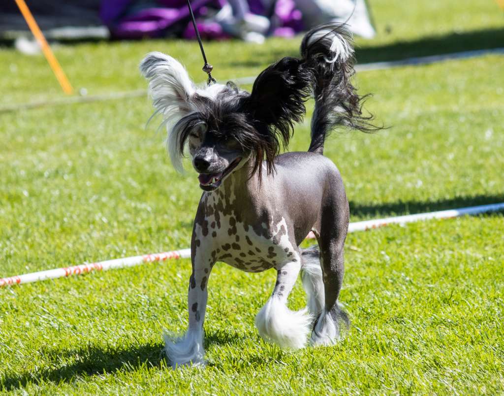 Crestilux Hungry Heart