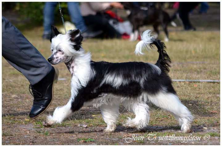 Miakoda's Prince Of Demons