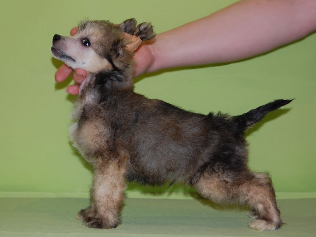 True Magnifisen Illusionist