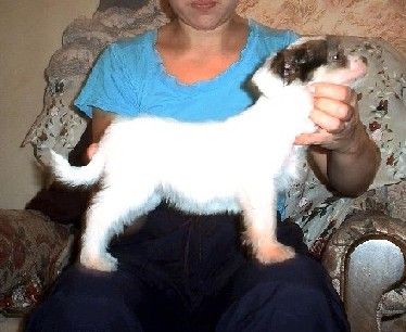 Tamerlan Beshtau Perlamutr