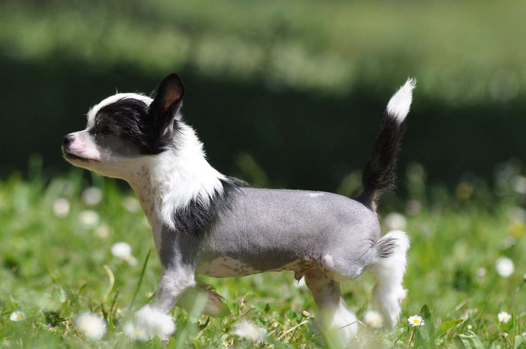 Victory's Laurel Question Of Time