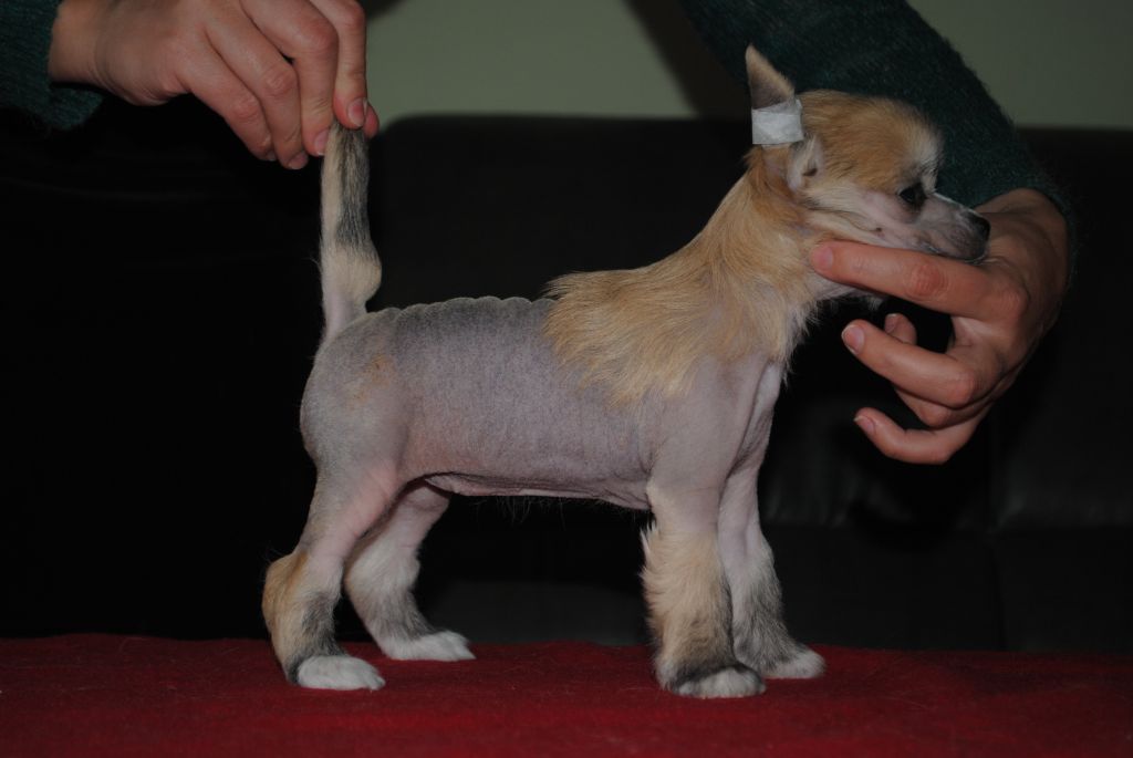 Julisse Z Lowickiego Ksiestwa