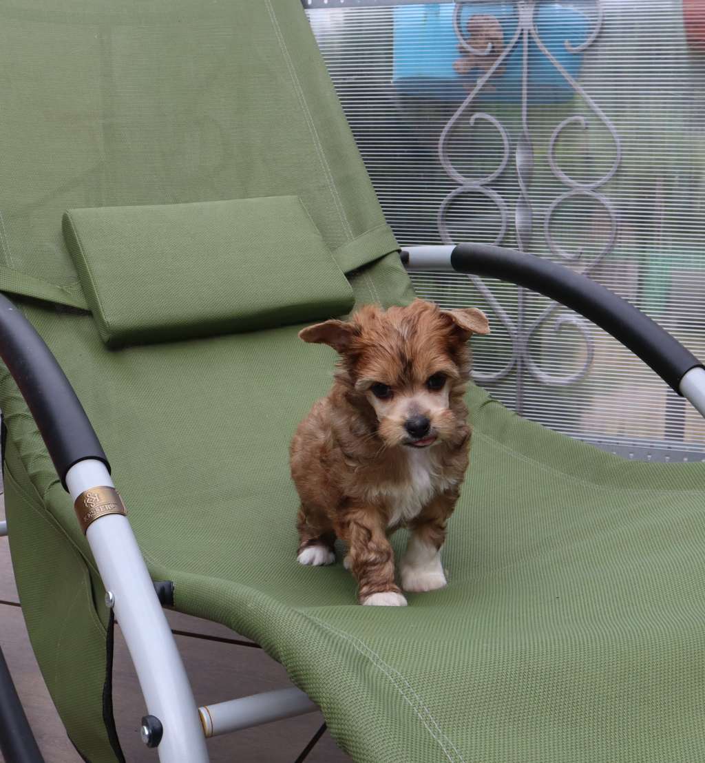 Luch's Black Guardian Choji