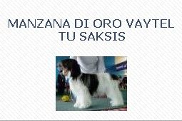 Manzana Di Oro Vaytel Tu Saksis