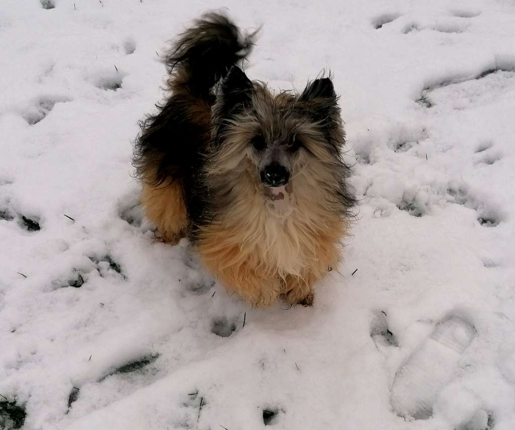 Be My Dog's Juju Man