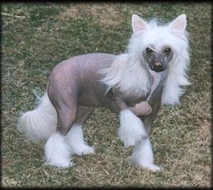 Tournais Shanti Shakti