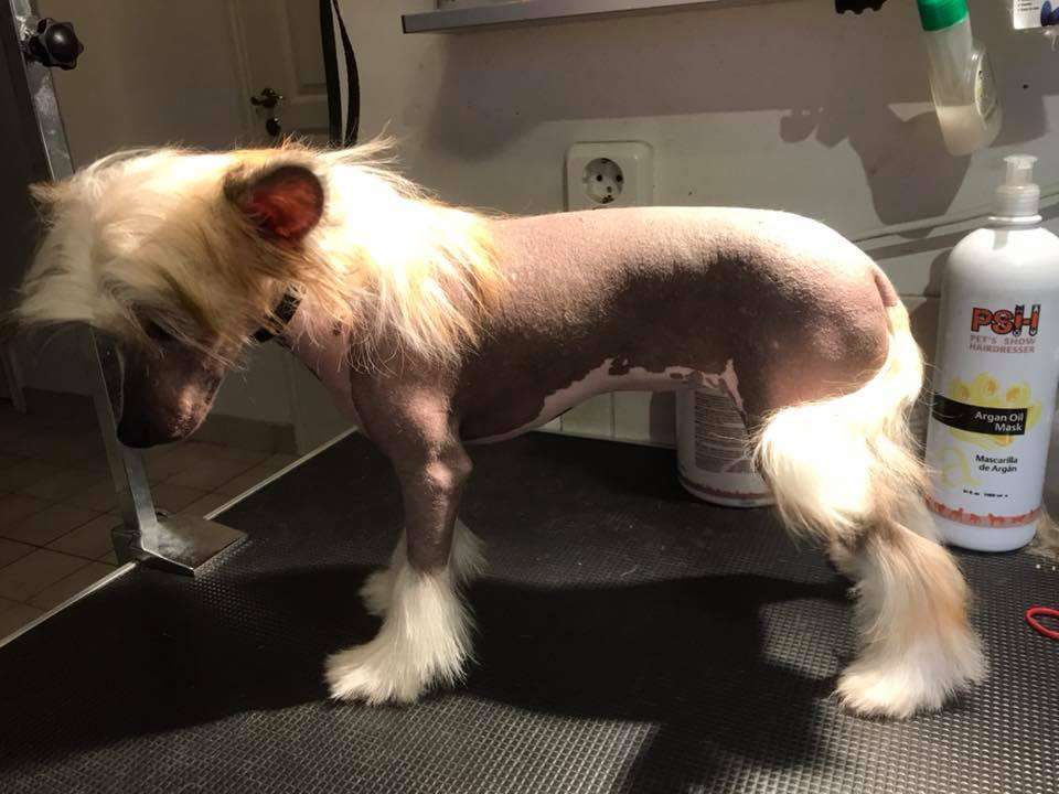 Smedbys I Walk The Line