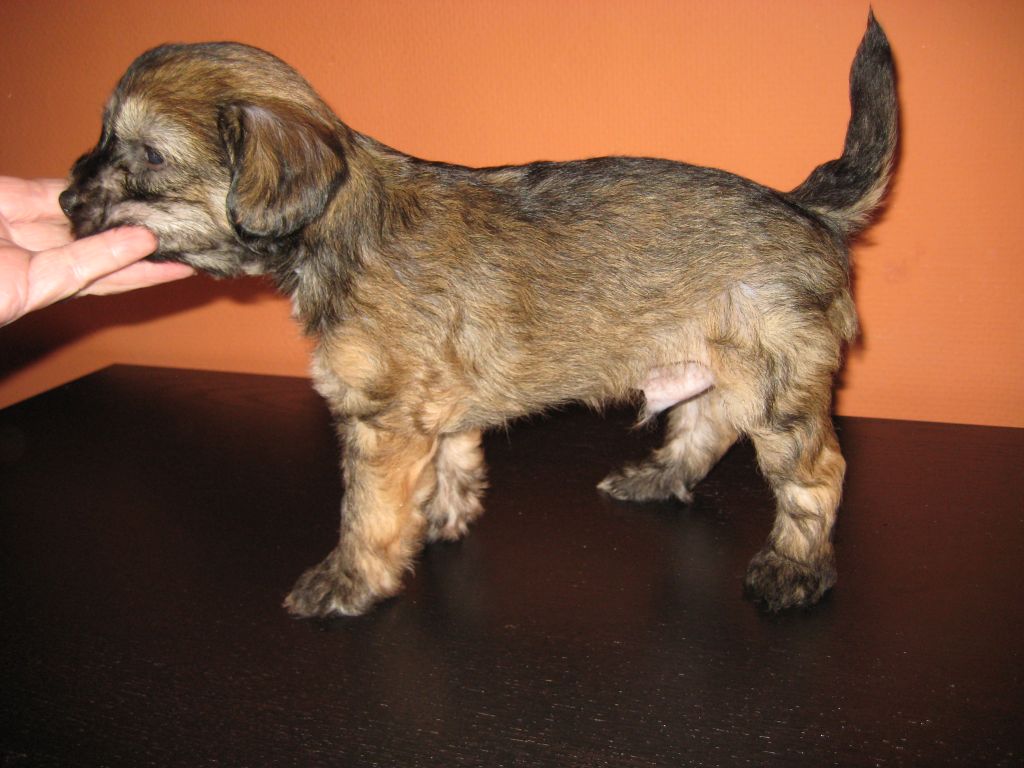 Kedveshazi Boyfriend