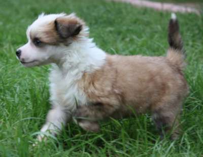 Veselaya Mozaika Vinni-Puh