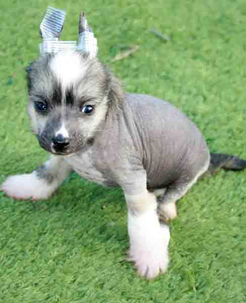 Romantic Fairy Tale JUSTY