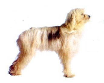 Gi Ya-Na du Gué de Launay